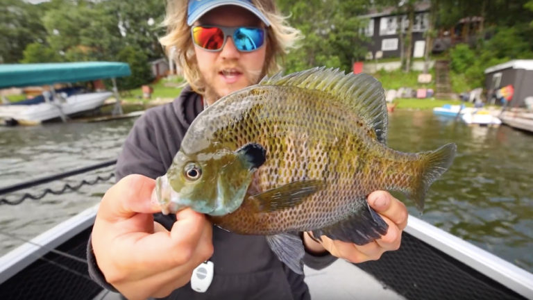 Big Manitoba Bluegills