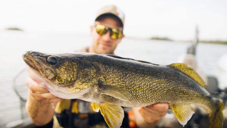 Northern Manitoba walleye