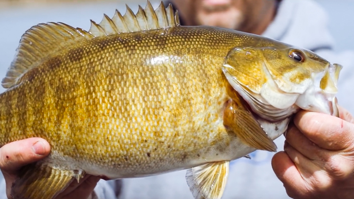 early season smallmouth bass