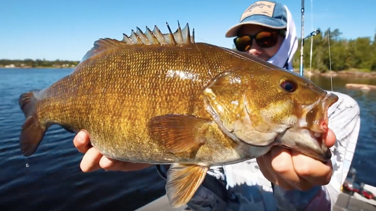 giant Manitoba smallmouth bass