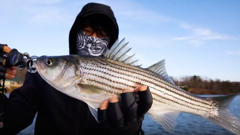 fishing for striped bass