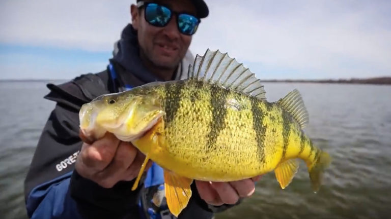 jumbo yellow perch