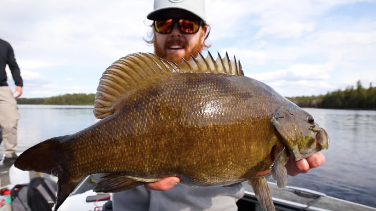 giant Manitoba Smallmouth bass