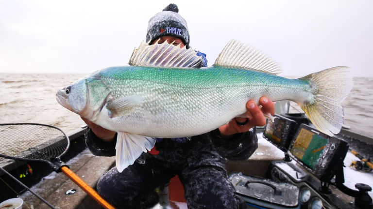 pine falls greenback walleye