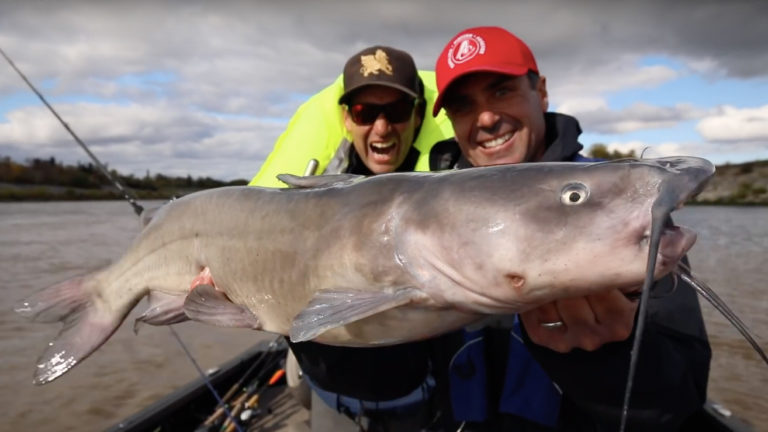 Manitoba channel catfish